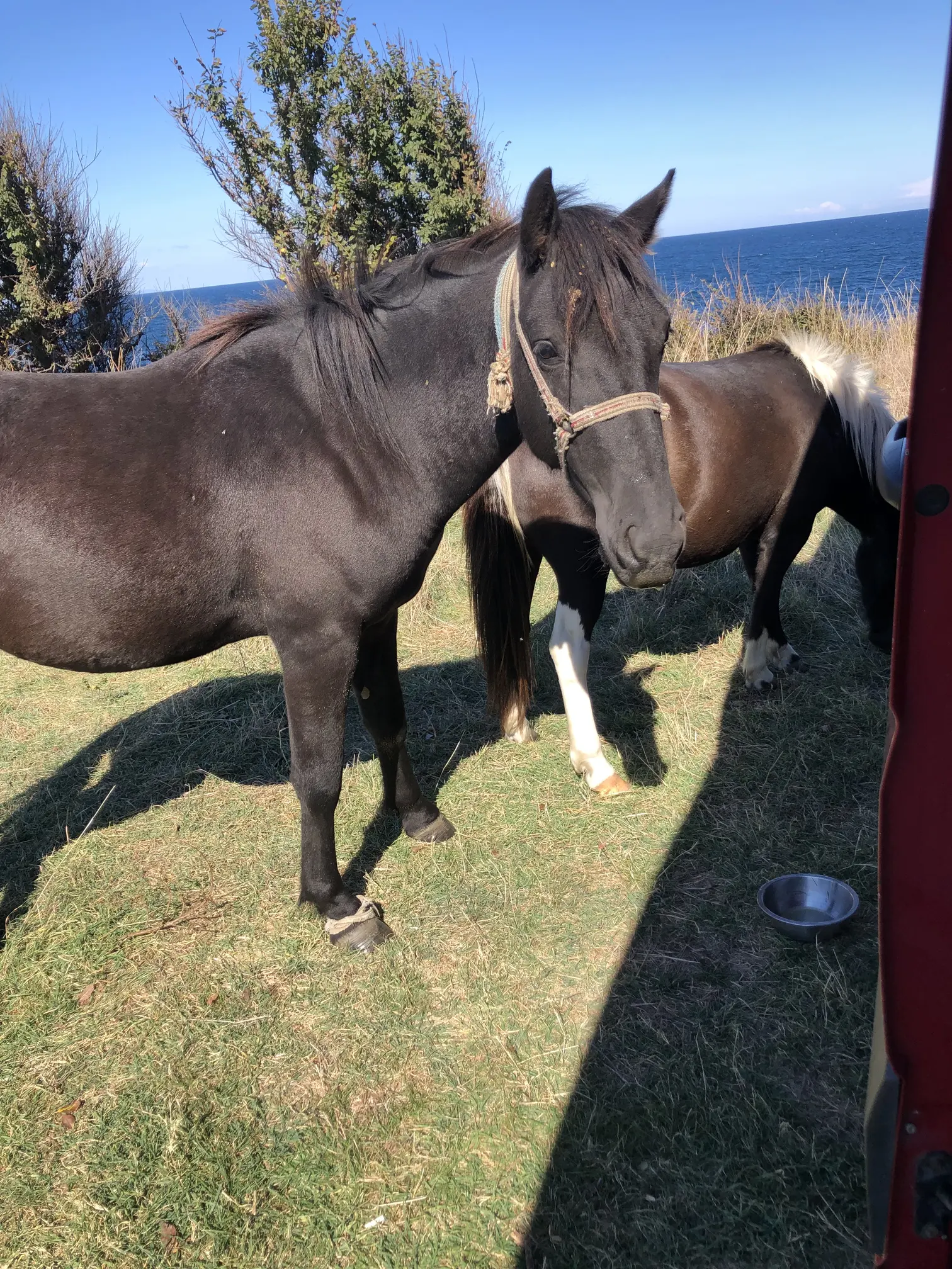 napadnięci przez konie